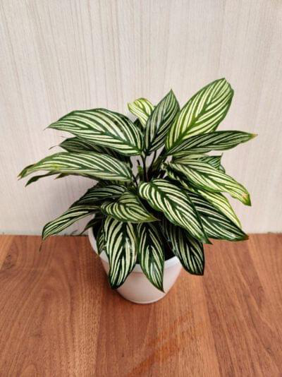 Calathea Vittata 12 cm pot — buy online from Savita Rose Nursery, Mumbai