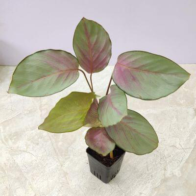 Calathea Silver Plate 7 cm pot — buy online from Savita Rose Nursery, Mumbai