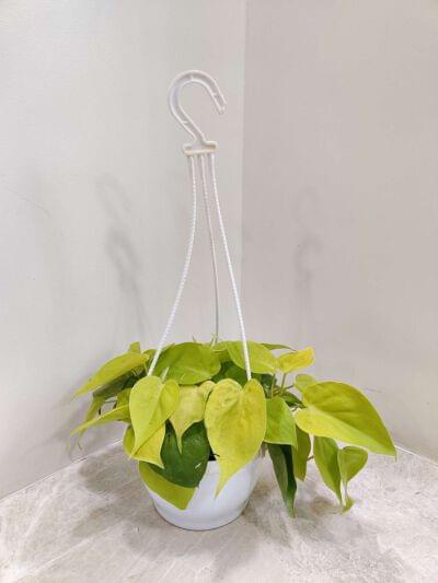 Oxy Golden Cardium Hanging 17 cm pot — buy online from Savita Rose Nursery, Mumbai