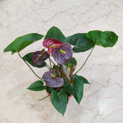 Anthurium Black Plants 15 cm pot — buy online from Savita Rose Nursery, Mumbai
