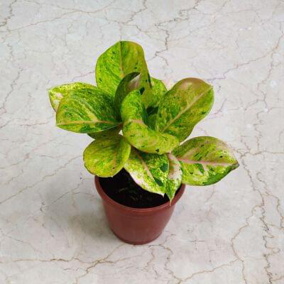 Aglaonema Pink Emerald Plants 15 cm pot — buy online from Savita Rose Nursery, Mumbai