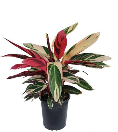 Calathea Stromanthe Triostar 12 cm pot — buy online from Savita Rose Nursery, Mumbai