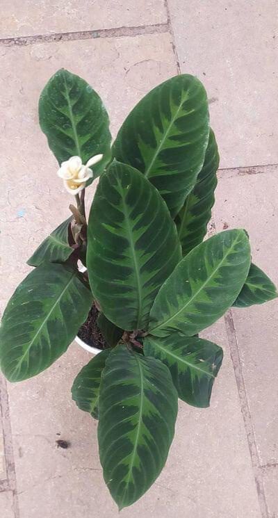 Calathea Warscewiczii 18 cm pot — buy online from Savita Rose Nursery, Mumbai