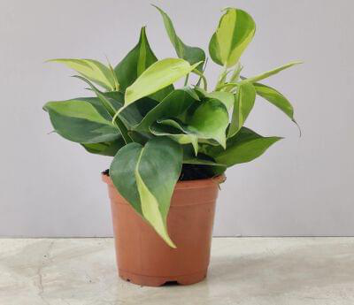 Oxy Cardium Variegated 10 cm pot — buy online from Savita Rose Nursery, Mumbai