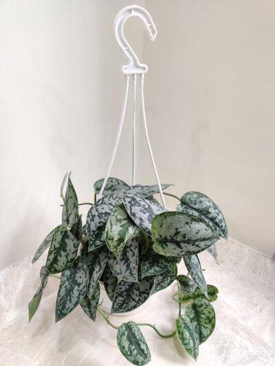Scindapsus Silver Lady Hanging Plant 17 cm pot — buy online from Savita Rose Nursery, Mumbai