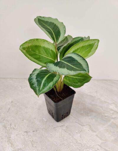 Calathea JF Macbr 7 cm pot — buy online from Savita Rose Nursery, Mumbai