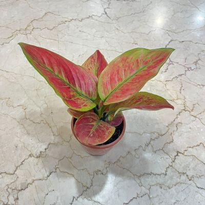 Aglonema Red Apple Plants 12 cm pot — buy online from Savita Rose Nursery, Mumbai