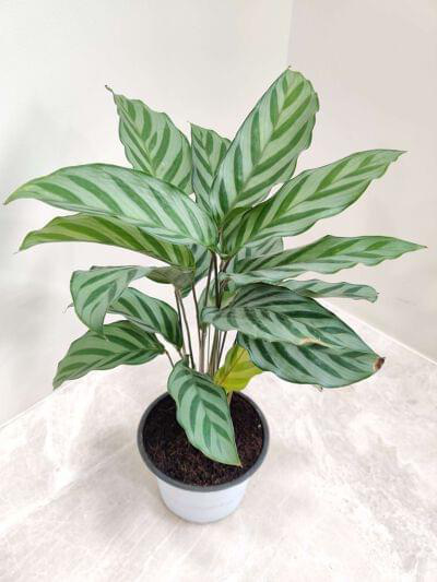 Calathea Freddie Plant 12 cm pot — buy online from Savita Rose Nursery, Mumbai
