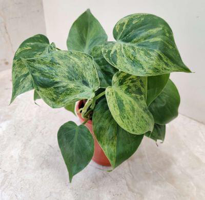 Marble Oxy Cardium 10 cm pot — buy online from Savita Rose Nursery, Mumbai