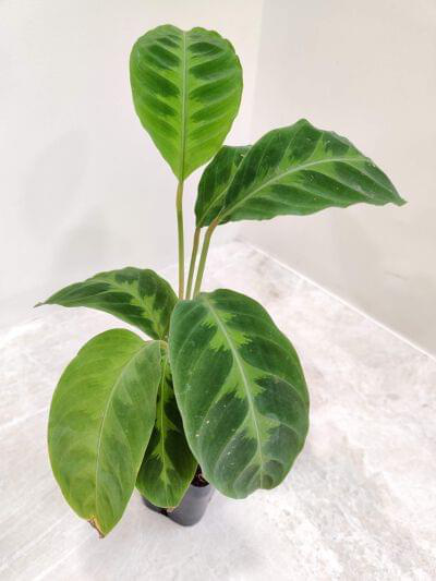 Calathea Warscewiczii 7 cm pot — buy online from Savita Rose Nursery, Mumbai