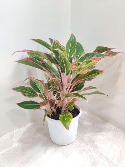 Aglaonema Pink Lipstick 18 cm pot — buy online from Savita Rose Nursery, Mumbai