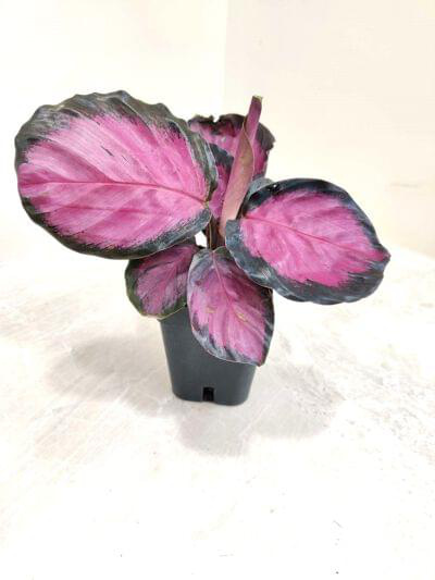 Calathea Roseopicta Crimson 7 cm pot — buy online from Savita Rose Nursery, Mumbai