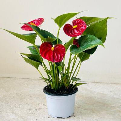 Anthurium Red 12 cm pot — buy online from Savita Rose Nursery, Mumbai