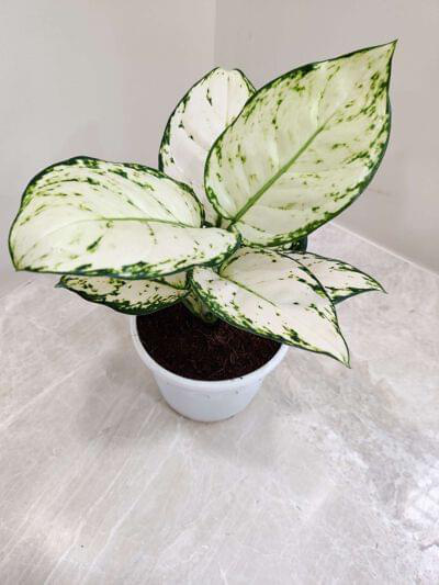 Aglaonema Super White 12 cm pot — buy online from Savita Rose Nursery, Mumbai