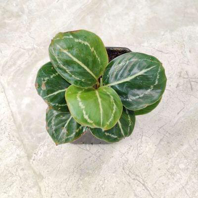 Calathea Green Lipstick 7 cm pot — buy online from Savita Rose Nursery, Mumbai