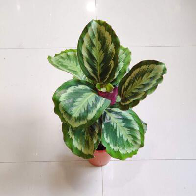 Calathea Roseopicta Marion 12 cm pot — buy online from Savita Rose Nursery, Mumbai