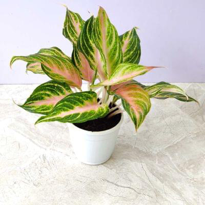 Aglaonema Pink Panama 10 cm pot — buy online from Savita Rose Nursery, Mumbai