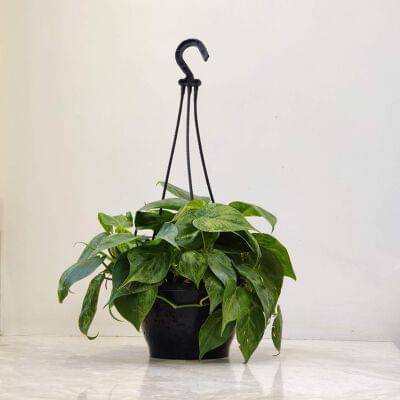 Oxy cardium Variegated 17 cm pot — buy online from Savita Rose Nursery, Mumbai