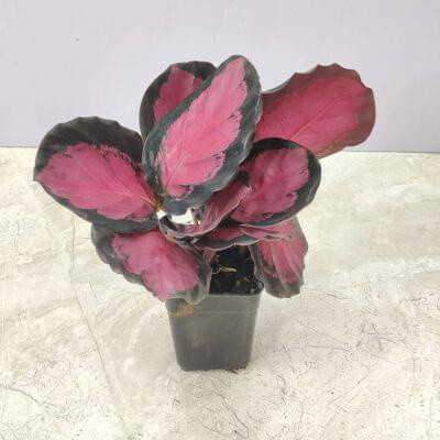 Calathea Rusco 7 cm pot — buy online from Savita Rose Nursery, Mumbai