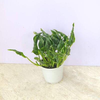 Sleeping Pothos 10 cm pot — buy online from Savita Rose Nursery, Mumbai