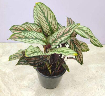 Calathea Majestica Star 12 cm pot — buy online from Savita Rose Nursery, Mumbai