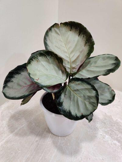 Calathea Roseopicta Rosy 12 cm pot — buy online from Savita Rose Nursery, Mumbai