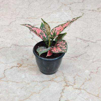 Aglaonema kumkum Plants 7 cm pot — buy online from Savita Rose Nursery, Mumbai