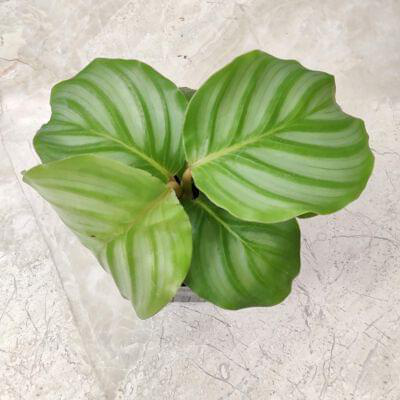 Calathea Orbifolia 7 cm pot — buy online from Savita Rose Nursery, Mumbai