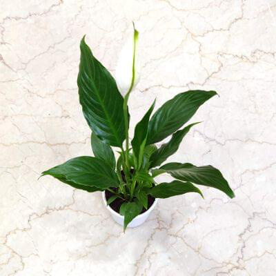 Spathiphyllum Plant 10 cm pot — buy online from Savita Rose Nursery, Mumbai
