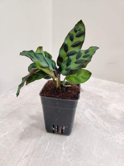 Calathea Goeppertia insignis 7 cm pot — buy online from Savita Rose Nursery, Mumbai