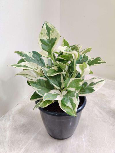 Scindapsus 12 cm pot — buy online from Savita Rose Nursery, Mumbai