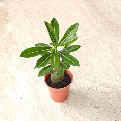 Adenium Plants 5.5 cm pot — buy online from Savita Rose Nursery, Mumbai