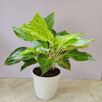 Aglaonema White Laksub 15 cm pot — buy online from Savita Rose Nursery, Mumbai