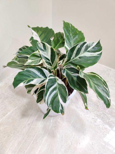 Calathea White Fusion 12 cm pot — buy online from Savita Rose Nursery, Mumbai