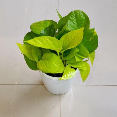 Golden Money Plant 12 cm pot — buy online from Savita Rose Nursery, Mumbai