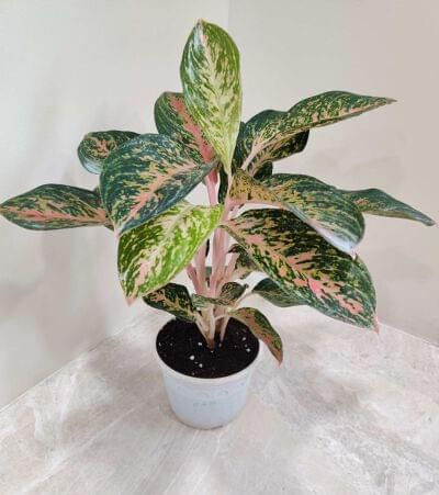 Aglaonema Fireworks 12 cm pot — buy online from Savita Rose Nursery, Mumbai