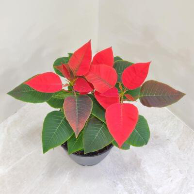 Poinsettia Red Plant 15 cm pot — buy online from Savita Rose Nursery, Mumbai