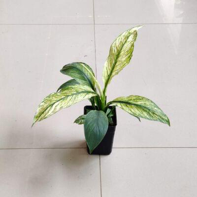 Spathiphyllum Variegated Plant 8.5 cm pot — buy online from Savita Rose Nursery, Mumbai