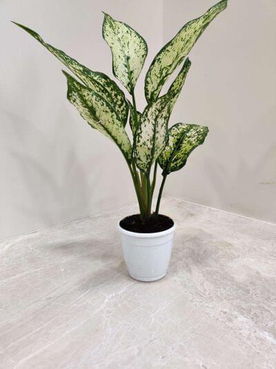 Aglaonema Snow White 7 cm pot — buy online from Savita Rose Nursery, Mumbai