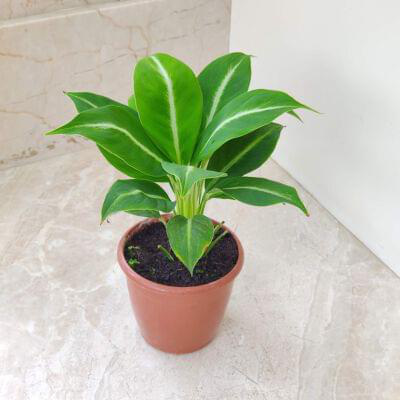 Spathiphyllum Silver Streak Plant 12 cm pot — buy online from Savita Rose Nursery, Mumbai