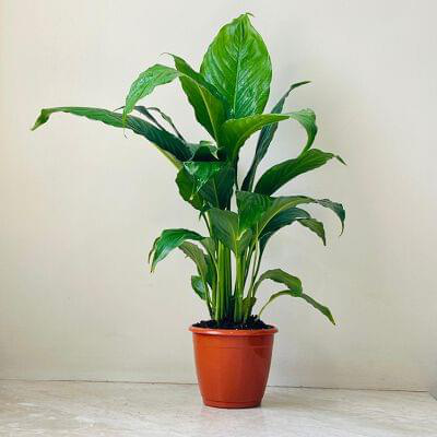 Spathiphyllum Plant 12 cm pot — buy online from Savita Rose Nursery, Mumbai