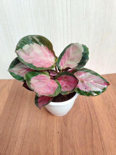 Calathea Roseopicta Rosy 7 cm pot — buy online from Savita Rose Nursery, Mumbai