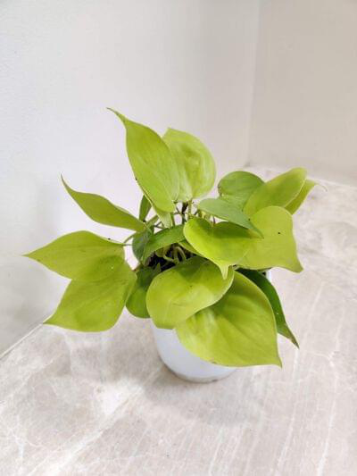 Oxycardium Golden Money Plant 10 cm pot — buy online from Savita Rose Nursery, Mumbai