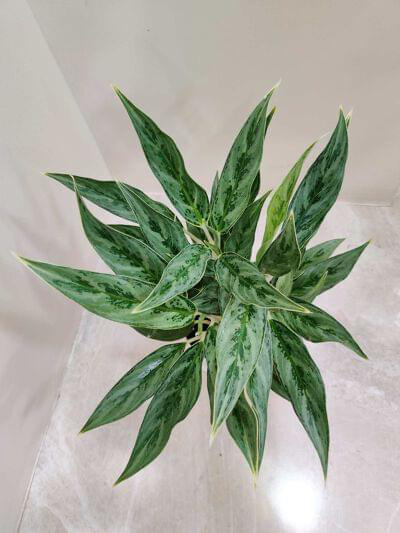 Aglaonema White Stem 12 cm pot — buy online from Savita Rose Nursery, Mumbai