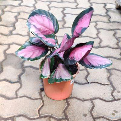 Calathea Rusco 18 cm pot — buy online from Savita Rose Nursery, Mumbai