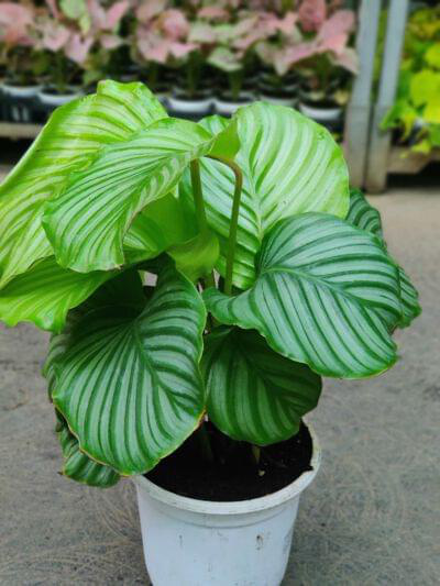 Calathea Orbifolia 18 cm pot — buy online from Savita Rose Nursery, Mumbai