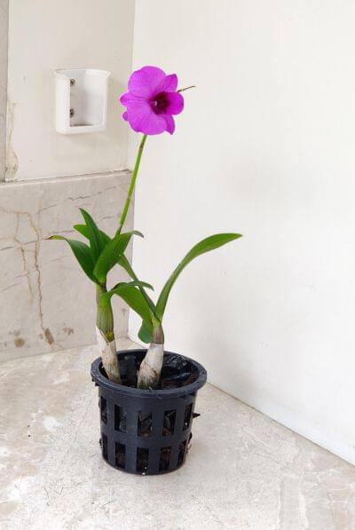 Dendrobium Orchid 10 cm pot — buy online from Savita Rose Nursery, Mumbai