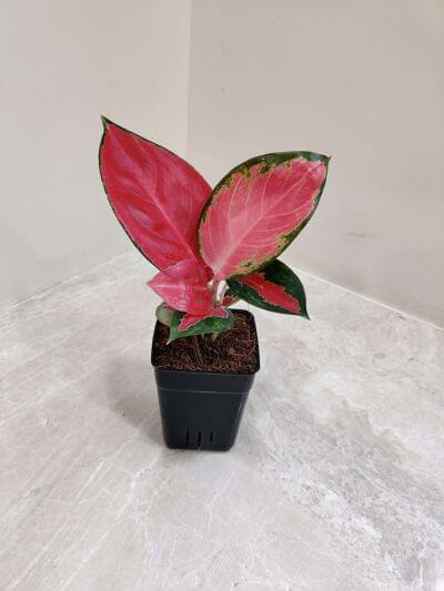 Aglaonema Thailand Red 7 cm pot — buy online from Savita Rose Nursery, Mumbai