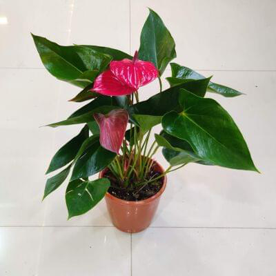 Anthurium Red Plants 15 cm pot — buy online from Savita Rose Nursery, Mumbai