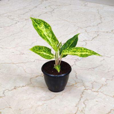 Aglaonema Chinese Evergreen Plants 7 cm pot — buy online from Savita Rose Nursery, Mumbai